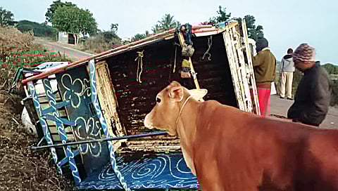 21 गोवंश जनावरांची वाहतूक करणारी पिकअप जप्त ; रस्त्याच्या कडेला वाहन सोडून चालक फरार