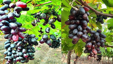 इंदापूर तालुक्यातील द्राक्षशेती नष्ट होण्याच्या मार्गावर; निसर्गाचा लहरीपणा, बागायतदार कोलमडला