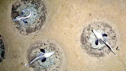 अंटार्क्टिकाच्या तळाशी सापडली आइसफिशची सहा कोटी घरटी