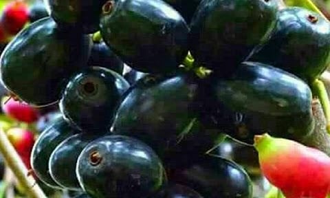 जांभळाला मिळणार जीआय मानांकन; कोकण कृषी विद्यापीठाचा पुढाकार