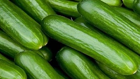 काकडी, खिऱ्याच्या निर्यातीत जगात भारत अव्वल स्थानी !