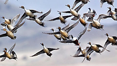 नांदूरमध्यमेश्वर अभयारण्यातील ‘बर्ड रिगिंग’वर यंदाही कोरोनाचे सावट ; प्रक्रिया लांबणीवर