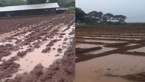 नाशिक : अवकाळी पावसाच्या हजेरीने द्राक्ष, कांदा उत्पादक शेतकरी चिंतेत