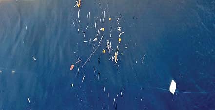 पंचगंगा नदी : पाणी प्रदूषित; तेरवाडला मृत माशांचा खच