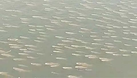 Panchganga River : पंचगंगा नदीत मृत माशांचा खच