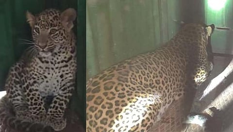 leopard : वनविभागाने लावलेल्या पिंजऱ्यात बिबट्या मादीसह पिल्लू कैद