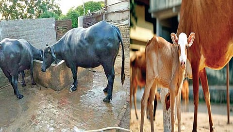 सरस उत्पादनासाठी सकस आहार