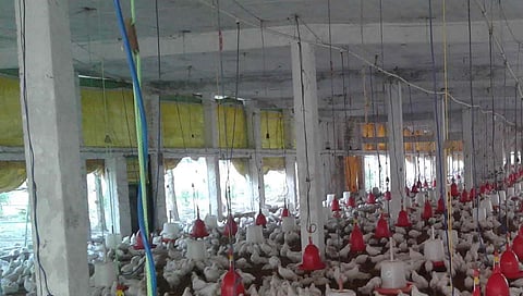 Miraj news : दुबईतील बँकेकडून कर्ज देण्याच्या आमिषाने पोल्ट्री व्यावसायिकाला ९२ लाखांचा गंडा