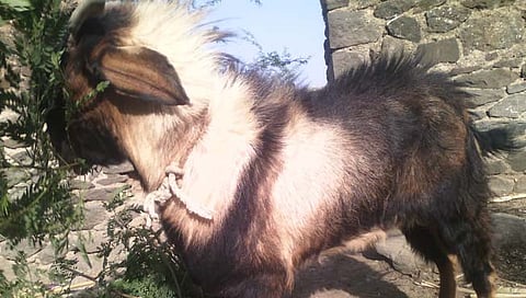 शेतकऱ्याने केला बोकडाचा दशक्रिया विधी : समाधीदेखील उभारली!