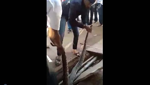 Ratnagiri collage snake