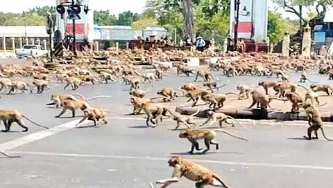 कोरोना काळात प्रचंड वाढली माकडांची संख्या