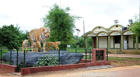 चंद्रपूर : ताडोबात पट्टेदार वाघाच्या ४ बछड्यांचा मृत्यू