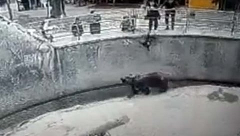 अस्वलाच्या गोठयात आईने मुलीला दिले ढकलून