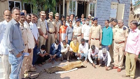 Leopard skin : बिबट्याच्या कातडीची तस्करी करणार्या सात जणांच्या आवळल्या मुसक्या