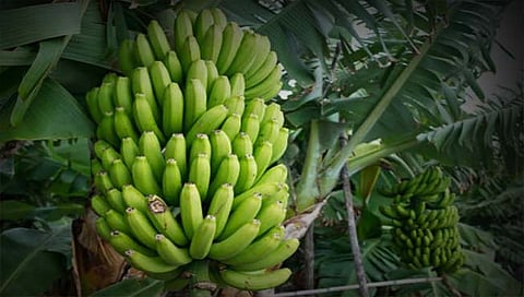 जळगाव : उच्चांकी भाव मिळाल्याने केळीउत्पादकांमध्ये आनंद