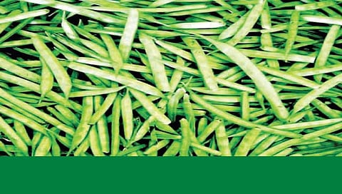 फायदेशीर गवार लागवड