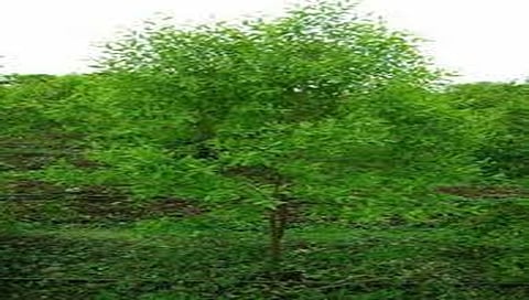 नाशिक : महात्मानगरमधील चंदनाची झाडे चोरीला