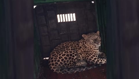 चोरगाव शिवारात दहशत माजवणारा बिबट्या अखेर जेरबंद