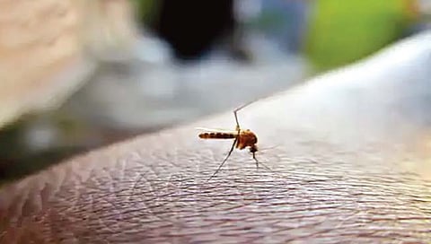 डेंग्यू www.pudhari.news