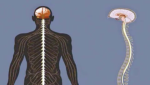 न्यूयॉर्क : मणक्याच्या समस्यांमुळेही होतो मानसिक आरोग्यावर परिणाम