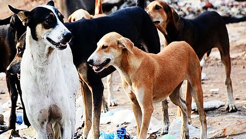 Pune Dogs : भटक्या कुत्र्यांच्या नसबंदीचा मार्ग खडतर