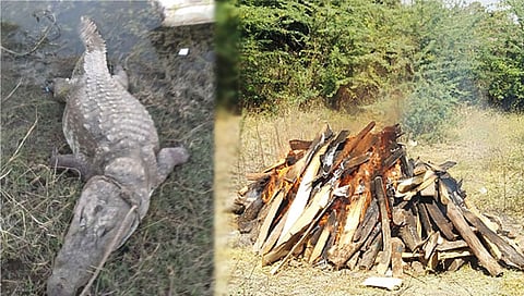 Paithan : नाथसागर जलाशयात मृतावस्थेत आढळली महाकाय गर्भवती मगर