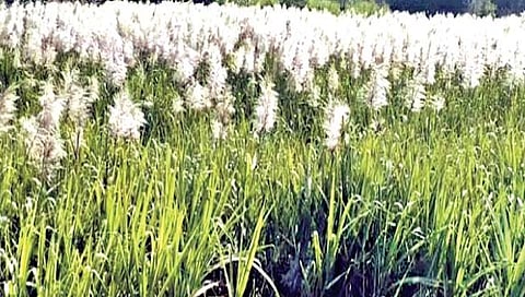 सातारा : फड सांभाळ तुर्याला गं आला…