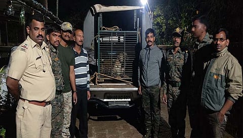 सिंधुदुर्ग : वनविभागाकडून साटेली येथे मानवी वस्तीत अडकलेल्या बिबट्याची सुखरूप सुटका