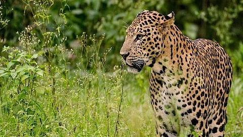 बिबट्याच्या कातडी तस्करीचा नाशिकच केंद्रबिंदू ; शहापूर वनविभागाचा संशय