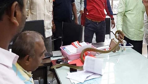 इचलकरंजीत महावितरण अधिकाऱ्याच्या टेबलावर सोडला साप, स्वाभिमानीचे कार्यकर्ते आक्रमक