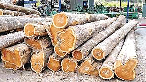 वनगुन्हेगारीचे ’नाशिक कनेक्शन’ ; राज्य वन्यजीव गुन्हे कक्षाचे नेटवर्क विस्तारण्याची गरज