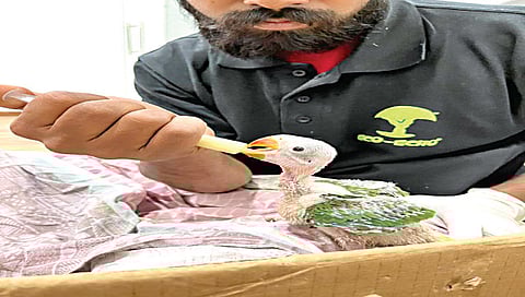 ‘ते’ दुर्मीळ वन्यजीव घेणार मोकळा श्वास ; नैसर्गिक अधिवासात सोडण्यास न्यायालयाची परवानगी