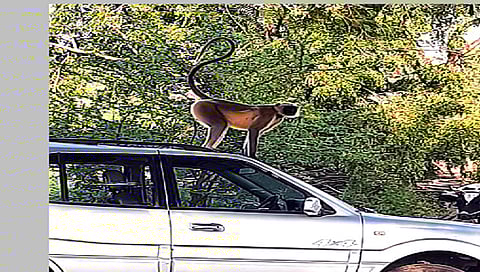 वनविभागाने पकडलेले वानर