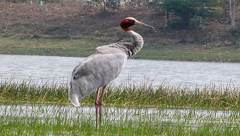 चंद्रपूर : विदर्भातील सारस पक्षाला वाचविण्यासाठी चंद्रपूरात सारस समितीची स्थापना www.pudhari.news