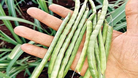 चवळीची शेती, लागवड कशी करावी