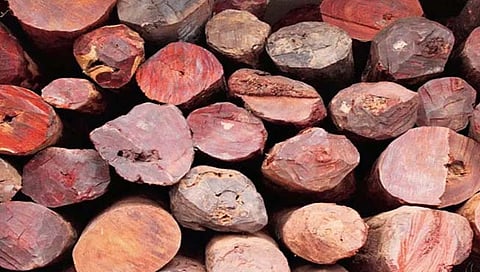 मिरजेच्या रक्तचंदनाचे सातार्यापर्यंत धागेदोरे