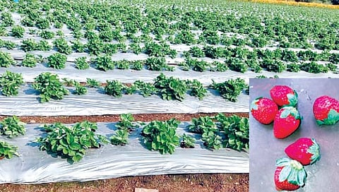 सातारा : दुष्काळी खटावमध्ये लाल चुटूक स्ट्रॉबेरीचा बहर