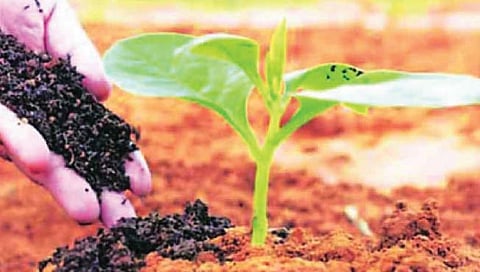 रासायनिकतेला पर्याय ठरतेय सेंद्रिय शेती