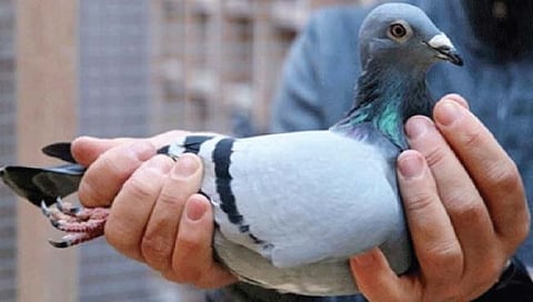 जगातील सर्वात महागडे कबुतर
