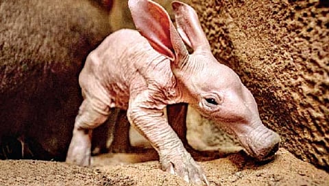 म्हणून… ‘ब्रिटिश झू’मध्ये ‘आर्डवार्क’चा जन्मोत्सव