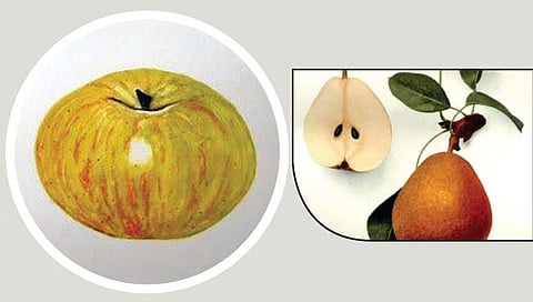 कालौघात ‘ही’ फळे झाली गायब!