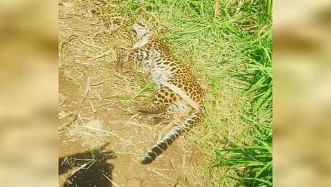 वाळवा : बिबट्या मृतावस्थेत आढळला; दोन वर्षात तालुक्यात बिबट्याचा पाचवा बळी