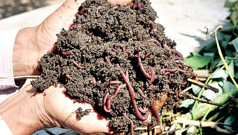 गांडूळ खताची संजीवनी