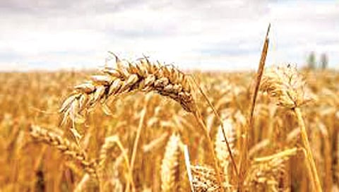 Budget 2022 : गहू, तांदळासाठी भरीव तरतूद; अन्य पिके वार्यावर