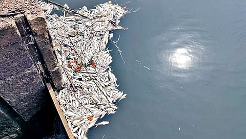 ‘पंचगंगे’त मासेमारीसाठी ब्लिचिंग पावडरचा वापर