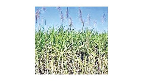 सातारा : उसाला ‘कुणी तोड देता का तोड’