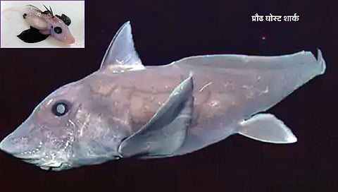 खोल समुद्रात घोस्ट शार्क याच्या पिल्लाचा शोध