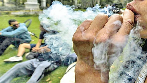 कोल्हापूर : गांजाच्या झुरक्यात तरुणाई गुरफटली