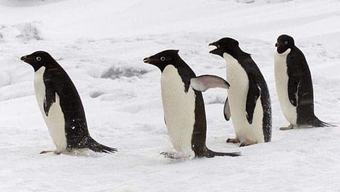 पेंग्विन दाखवतात हवामान बदलाची लक्षणे
