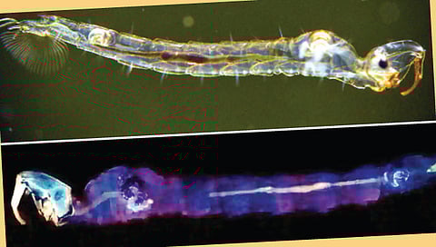पाण्यावर तरंगणारे पारदर्शक किडे